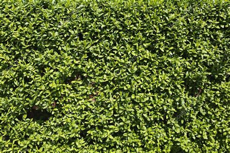 Green bush texture — Stock Photo © mploshykhina.gmail.com #107925316