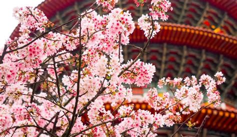 A Spring Guide to Taiwan's Cherry Blossoms This 2019