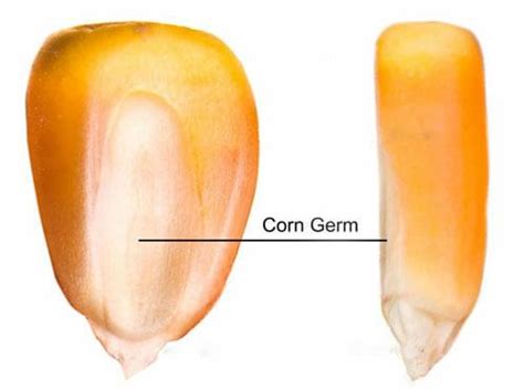 Corn Oil Extraction Plant, Corn Oil Processing Plant