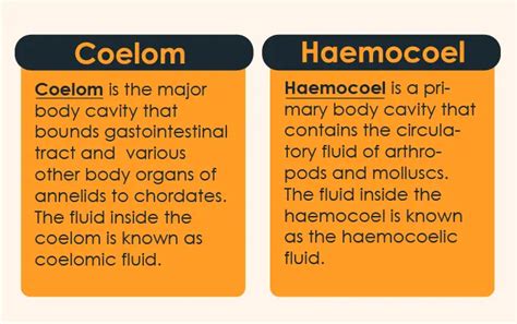 Hemocoel vs Coelom Definition, Difference, Comparison – 24 Hours Of Biology