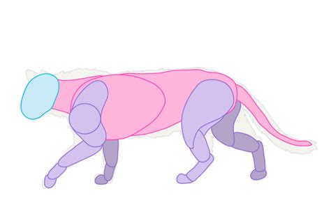 How to Draw Animals: Cats and Their Anatomy