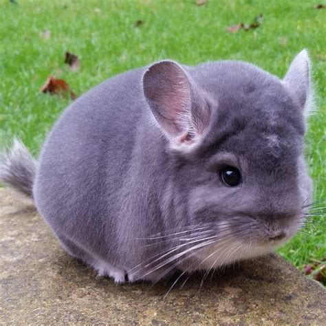 Conoce a las chinchillas, son el animal más tierno