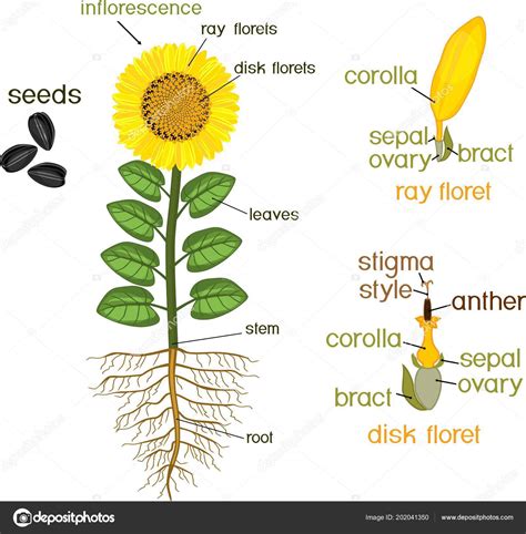 Parts Of A Sunflower Diagram - General Wiring Diagram