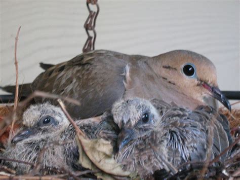 baby mourning dove fell out of nest - Deedra Bounds