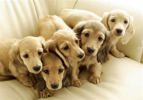 Dachshund puppies for adoption near me | Puppy adoption, Dachshund ...