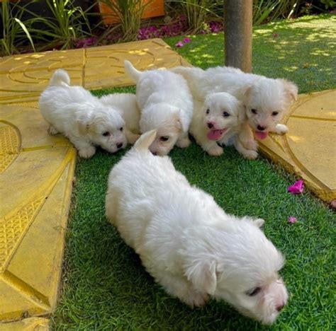 LOVELY TOY MALTESE PUPPIES READY FOR THEIR NEW HOMES BIRMINGHAM For ...