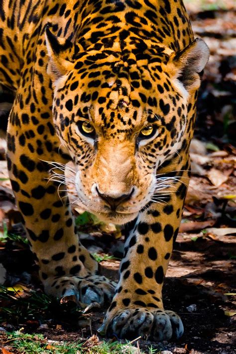 Here's looking at you kid! | Jaguar animal, Animals, Animals wild