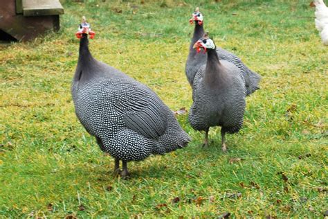 Fertile Guinea Fowl Eggs for Sale - Check Out & Get More Information