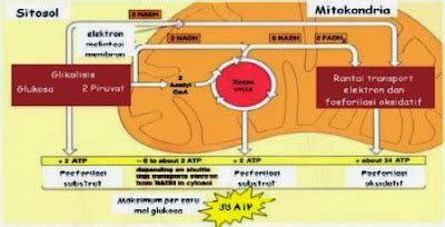 Respirasi Aerob - Science is MyLife