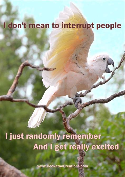 101 best parrot memes images on Pinterest | Parrots, Budgies and Parakeets