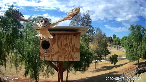 Barn Owl Nesting Box Program — Citizens for Los Angeles Wildlife