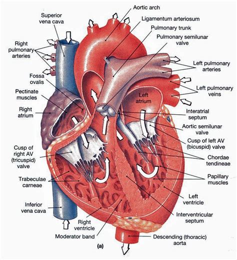 Gross Anatomy Of The Heart Posterior View