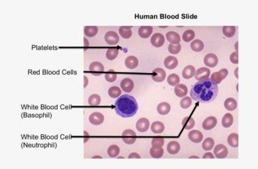 White Blood Cells Microscope Labeled