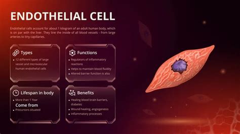 29 Endothelial cells Vector Images | Depositphotos