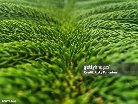 57 Norfolk Island Cuisine Stock Photos, High-Res Pictures, and Images - Getty Images