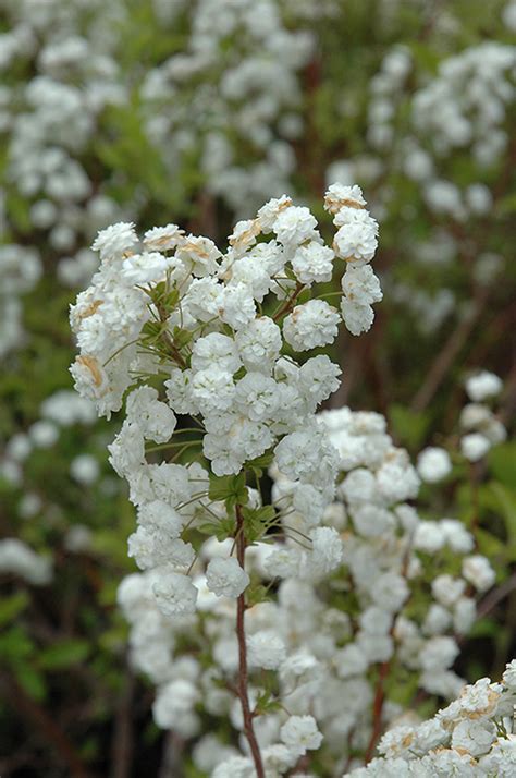 Bridalwreath Spirea (Spiraea prunifolia) in Columbus Dublin Delaware ...