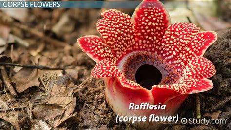 Rainforest Plants: Types & Adaptations - Video & Lesson Transcript | Study.com