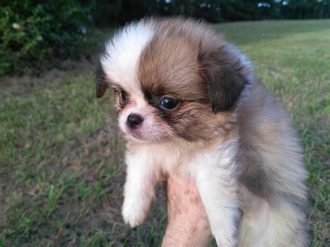 Japanese Chin Puppies For Sale | Ahoskie, NC #243806