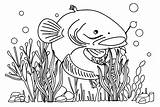 30  Catfish Coloring Pages Free Printable PDF JPG PNG & Online sketch template