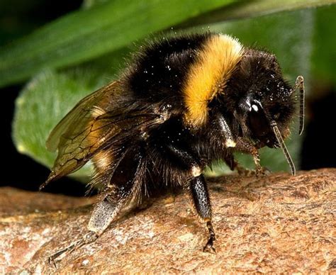 Facts About Bumblebees | Live Science