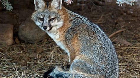 Maine fox attack leaves Farmingdale man with two bites ...