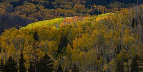 PHOTOS: 2023 Fall Colors in Colorado | Outdoors | denvergazette.com