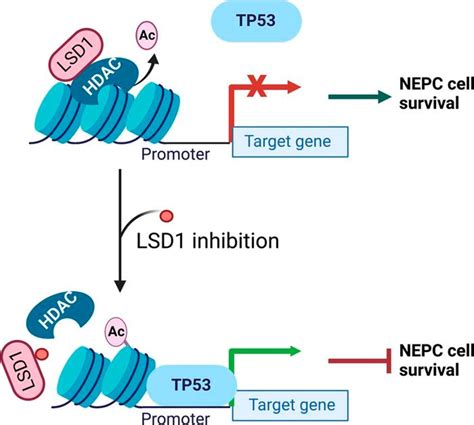 LSD1 promotes prostate cancer cell reprogramming through TP53 repression