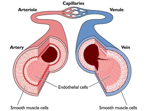 the endothelial cells form a one cell thick walled layer called endothelium that lines all of ...