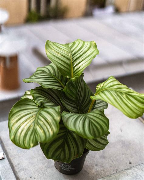 Calathea Rufibarba Care Guide (Water & Propagation Tips)