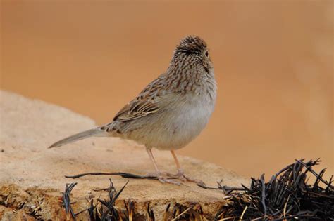 Utah Bird Records Committee - Sighting Record