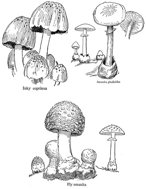 Digital Stamp Design: Mushroom Botanical Art Drawings Digital Package ...