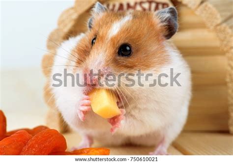 513 Hamster Eat Cheese Images, Stock Photos & Vectors | Shutterstock