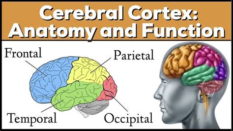 Lobes of the Brain: Cerebrum Anatomy and Function [Cerebral Cortex] - YouTube | Cerebral cortex ...