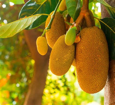 Growing Jackfruit Tree: Planting, Caring for and Using Jackfruits