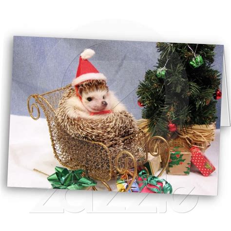 Christmas Hedgehog Card | Zazzle.com | Animales navideños, Erizo bonito ...