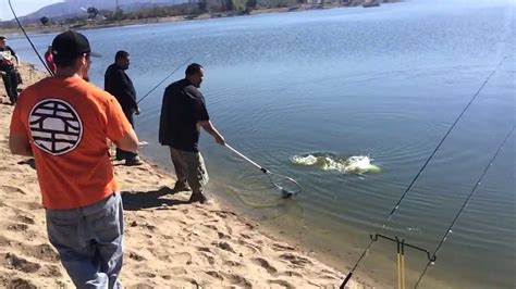 16 Pound Stocked Rainbow Trout at Santa Ana River Lakes - YouTube