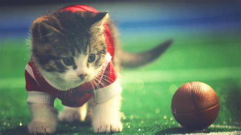 Cute Kittens Play Football! #KittenBowl | Kittens cutest, Kittens playing, Kitten photos