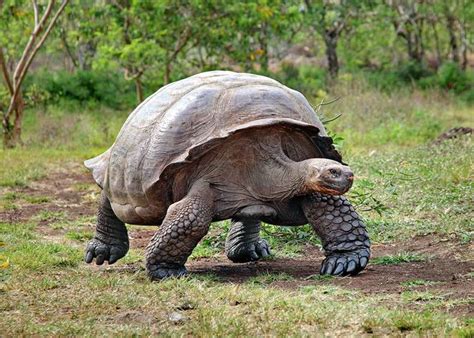 Galapagos Tortoise Facts and Pictures | Reptile Fact