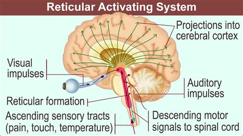 Brain stem anatomy, function, brain stem stroke & brain stem tumor