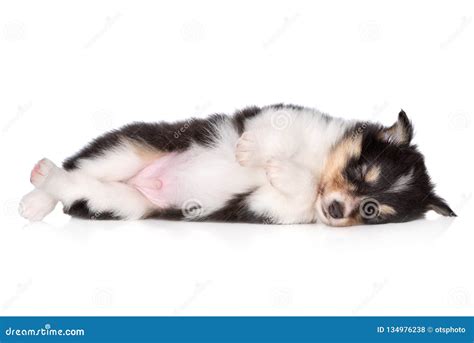 Adorable Sheltie Puppy Sleeping Stock Photo - Image of mammal, domestic: 134976238