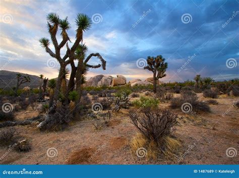 Joshua Tree Sunrise stock image. Image of national, tree - 1487689