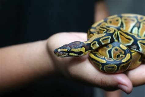 20 Friendly Pet Snakes For Beginners (and Choosing the Right One)