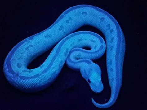 Blue Soul - Morph List - World of Ball Pythons