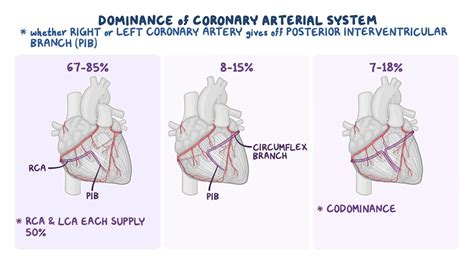 Anatomy of the coronary circulation: Video, Causes, & Meaning | Osmosis