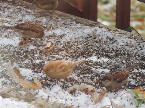 Leucistic sparrow? - FeederWatch