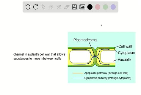 SOLVED:Plasmodesmata in plants and gap junctions