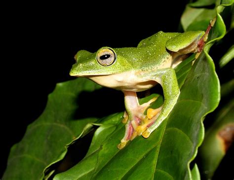 Malabar Flying Frog Facts and Pictures