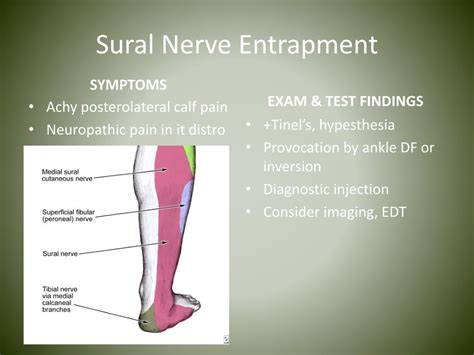 PPT - Nerve Entrapments in Runners PowerPoint Presentation, free ...