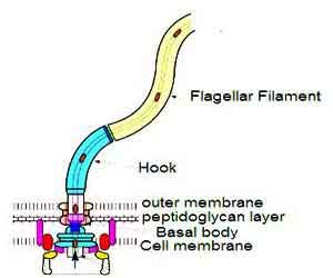 Cilia and Flagella: Structure and Functions - Biology Educare