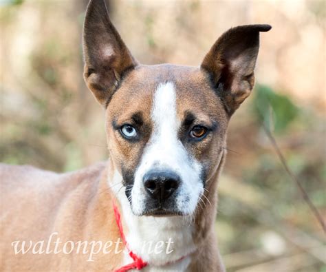 Basenji Mix Dog Rescue Photo Blog - WILLIAM WISE PHOTOGRAPHY